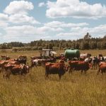 A herd of cows grazing in a rural field with a tractor under a sunny sky.
