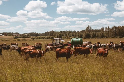 A herd of cows grazing in a rural field with a tractor under a sunny sky.