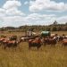 A herd of cows grazing in a rural field with a tractor under a sunny sky.