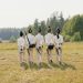 Group of reenactors in historical uniforms walking across a grassy field.